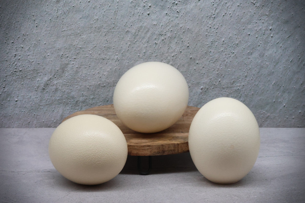 3 x Ostrich Eggshell