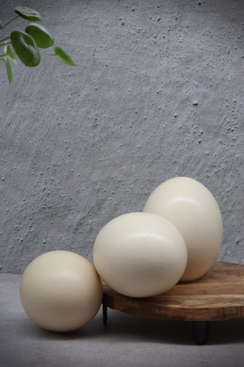 2 x Ostrich Eggshell